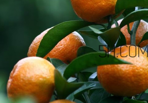 皇帝柑是哪里的特產(chǎn)？皇帝柑是熱性還是涼性？