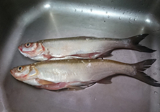 刁子魚是淡水魚嗎？刁子魚怎么釣