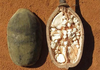 猴面包樹果實好吃嗎？猴面包樹果實怎么吃