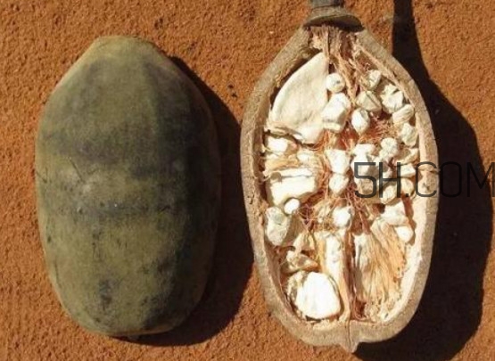 猴面包樹(shù)果實(shí)好吃嗎？猴面包樹(shù)果實(shí)怎么吃