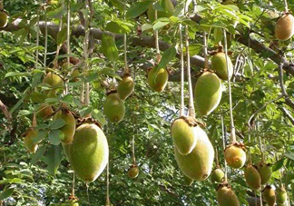 猴面包樹(shù)和面包樹(shù)有什么區(qū)別？猴面包樹(shù)果實(shí)叫什么