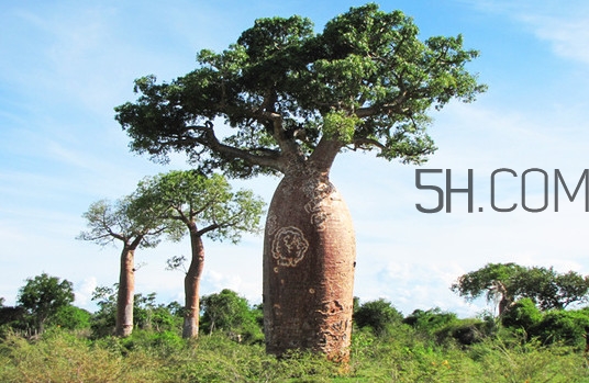 猴面包樹和面包樹有什么區(qū)別？猴面包樹果實(shí)叫什么