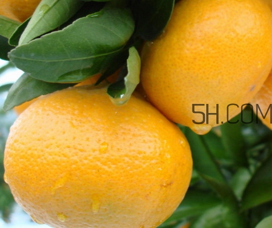 皇妃貢柑和皇帝柑有什么不同？皇帝柑的熱量是多少