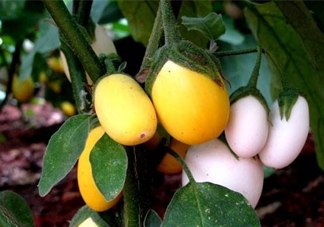 蛋樹果實可以吃嗎？蛋樹長什么樣