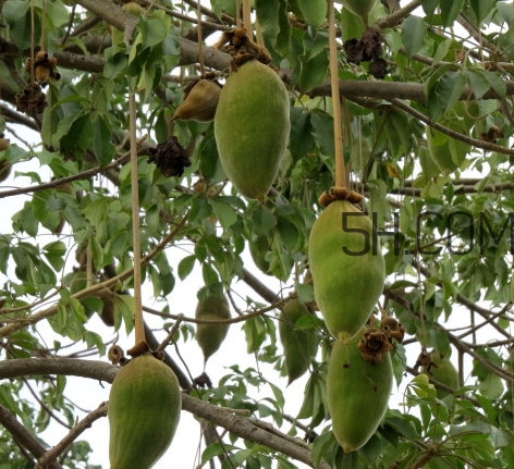 猴面包樹生長在哪里？猴面包樹名字的由來