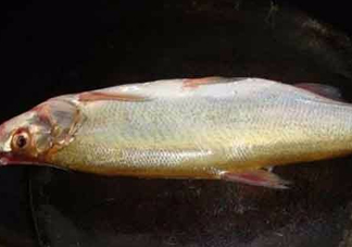 刁子魚是什么魚？刁子魚是翹嘴鲌嗎