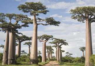 猴面包樹生長在哪里？猴面包樹名字的由來