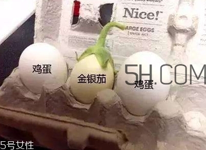 蛋樹可以種植嗎？蛋樹苗哪里可以買到
