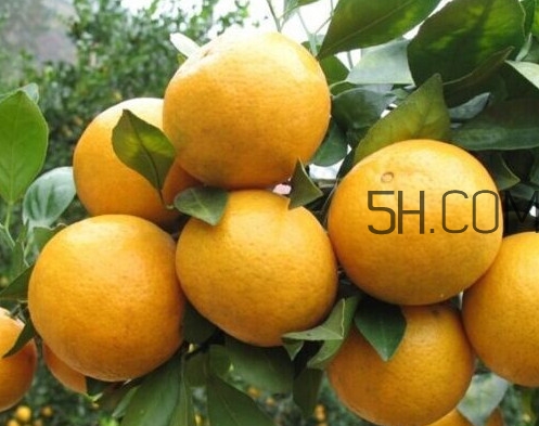 皇妃貢柑和皇帝柑有什么不同？皇帝柑的熱量是多少