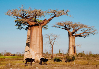 猴面包樹(shù)和面包樹(shù)是同一種植物嗎？猴面包樹(shù)能在北方種植嗎