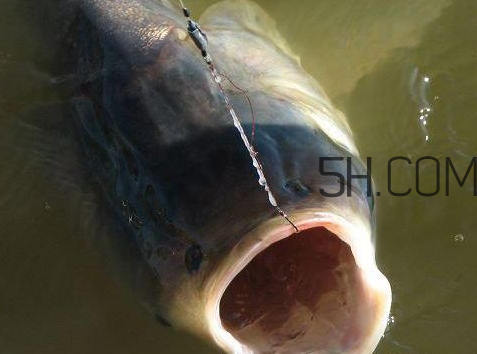 鰱鳙怎么釣 鰱鳙釣多深 鰱鳙怎么釣 鰱鳙釣多深