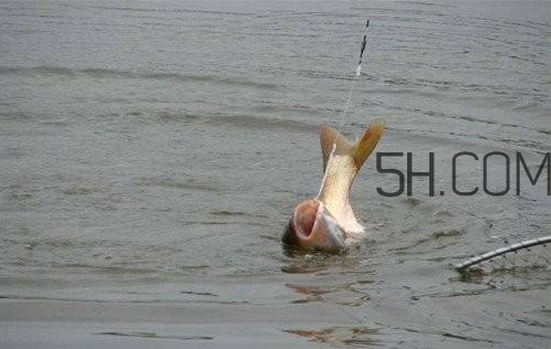 鰱鳙什么時(shí)候好釣 鰱鳙什么天氣釣最好 鰱鳙什么時(shí)候好釣 鰱鳙什么天氣釣最好