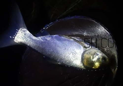 鰱鳙什么時(shí)候好釣 鰱鳙什么天氣釣最好 鰱鳙什么時(shí)候好釣 鰱鳙什么天氣釣最好