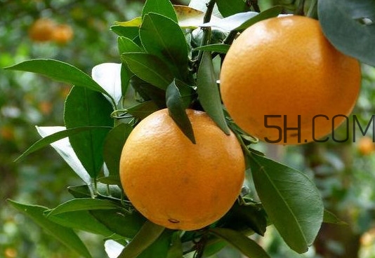 貢柑什么時(shí)候上市？貢柑什么時(shí)候放秋梢