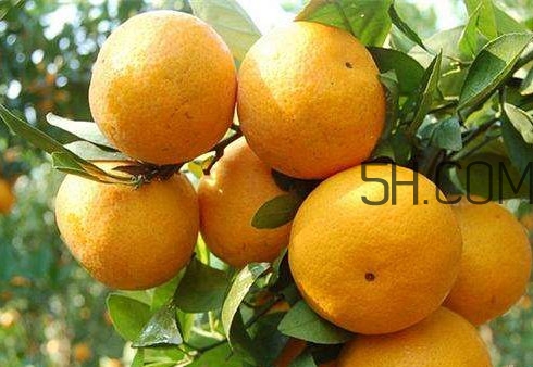 沙糖桔好還是貢柑好？貢柑屬于桔子還是橙子