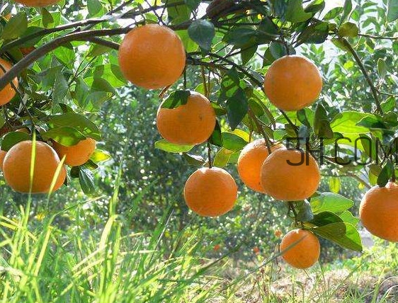 貢柑怎么預防裂果？貢柑種植管理技術(shù)