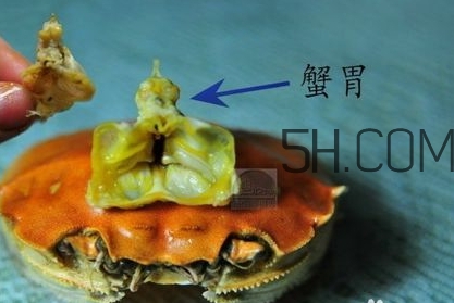螃蟹的屎在哪里？螃蟹的屎和蟹黃怎么分辨？
