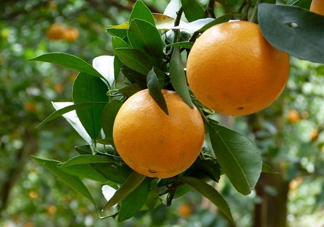 貢柑什么時(shí)候上市？貢柑什么時(shí)候放秋梢