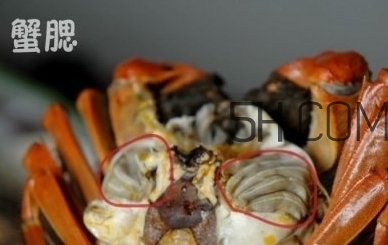 螃蟹的屎在哪里？螃蟹的屎和蟹黃怎么分辨？