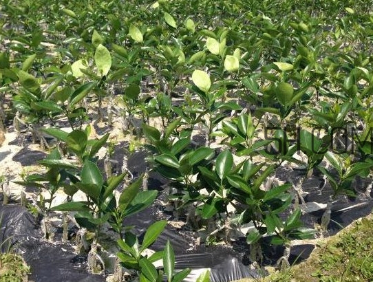 貢柑怎么預防裂果？貢柑種植管理技術(shù)