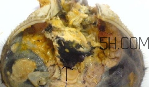 螃蟹的屎在哪里？螃蟹的屎和蟹黃怎么分辨？