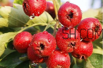 臨產(chǎn)前可以吃山楂嗎？臨產(chǎn)前吃什么有助于順產(chǎn)？