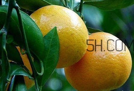 貢柑怎么預防裂果？貢柑種植管理技術(shù)