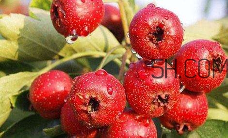 臨產(chǎn)前可以吃山楂嗎？臨產(chǎn)前吃什么有助于順產(chǎn)？