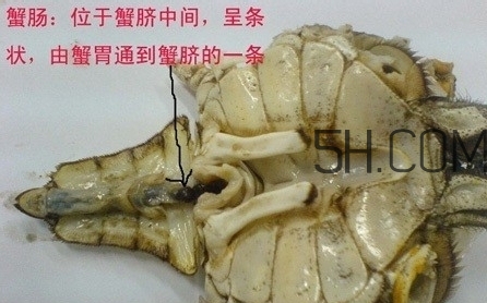 螃蟹的屎在哪里？螃蟹的屎和蟹黃怎么分辨？
