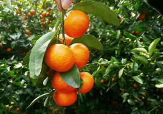 貢柑落果怎么辦？貢柑吃了有什么好處
