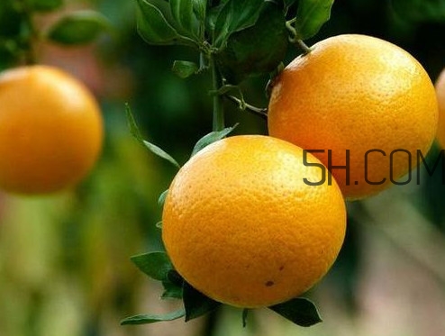 貢柑什么時(shí)候上市？貢柑什么時(shí)候放秋梢