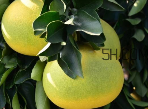 孕婦可以吃文旦嗎 文旦柚孕婦可以吃 孕婦可以吃文旦嗎 文旦柚孕婦可以吃