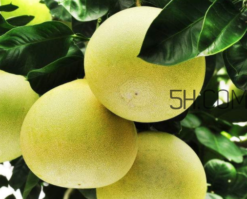 孕婦可以吃文旦嗎 文旦柚孕婦可以吃 孕婦可以吃文旦嗎 文旦柚孕婦可以吃