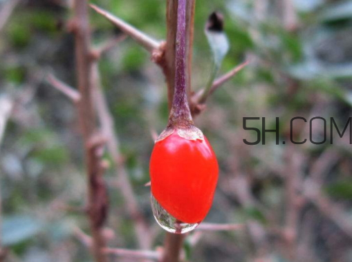 野生枸杞有毒嗎 野生枸杞孕婦能吃嗎 野生枸杞有毒嗎 野生枸杞孕婦能吃嗎