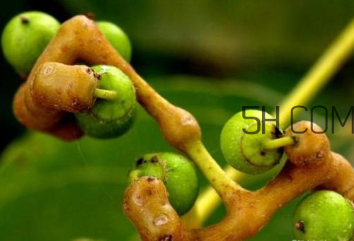 萬壽果孕婦可以吃嗎 萬壽果怎么吃 萬壽果孕婦可以吃嗎 萬壽果怎么吃