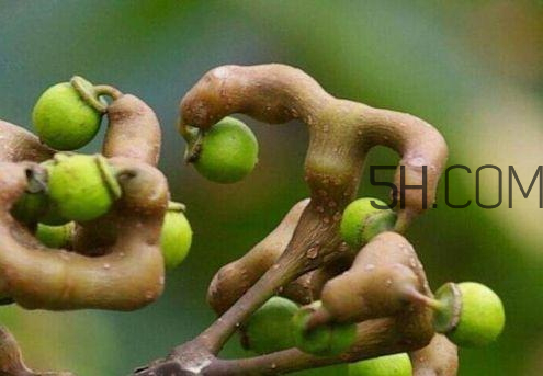 萬壽果孕婦可以吃嗎 萬壽果怎么吃 萬壽果孕婦可以吃嗎 萬壽果怎么吃