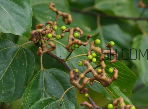 萬壽果孕婦可以吃嗎 萬壽果怎么吃 萬壽果孕婦可以吃嗎 萬壽果怎么吃