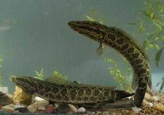 黑魚(yú)為什么會(huì)變色 黑魚(yú)變色是怎么回事