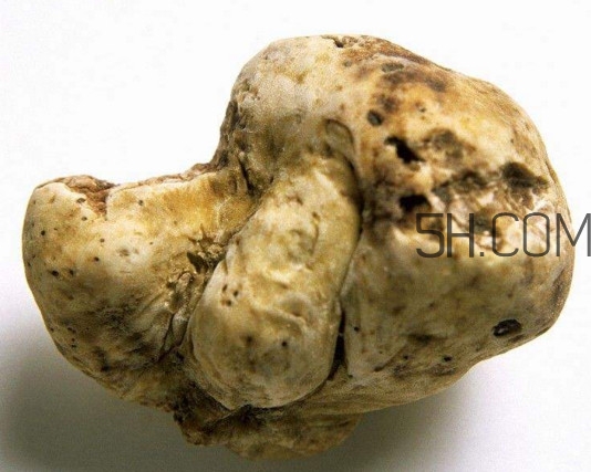 白松露是什么？白松露的功效與作用