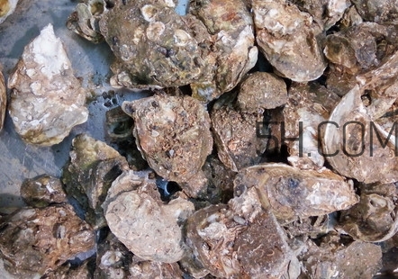 海蠣子有什么營養(yǎng)價值？海蠣子蒸多長時間