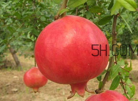 紅如意軟籽石榴騙局 紅如意軟籽石榴價格 紅如意軟籽石榴騙局 紅如意軟籽石榴價格