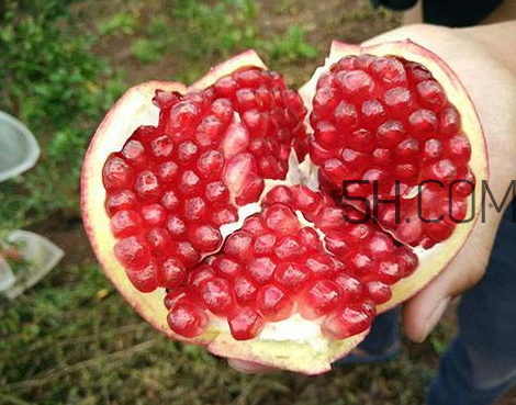 紅如意軟籽石榴騙局 紅如意軟籽石榴價格 紅如意軟籽石榴騙局 紅如意軟籽石榴價格