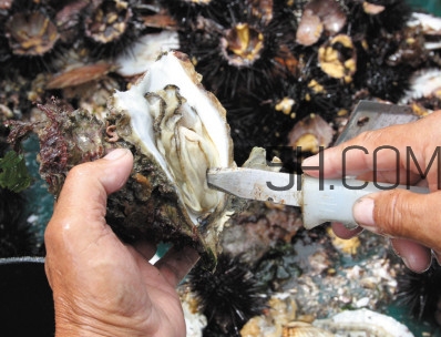 海蠣子壯陽(yáng)嗎？海蠣子有寄生蟲(chóng)嗎