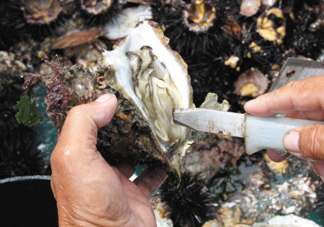 海蠣子壯陽嗎？海蠣子有寄生蟲嗎