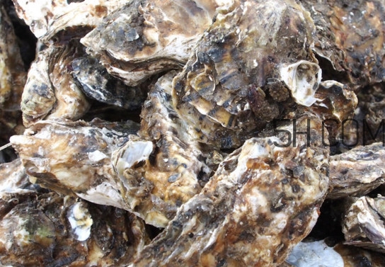 海蠣怎么做好吃？海蠣是怎么生長出來的
