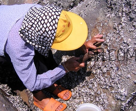 海蠣如何快速清洗干凈？海蠣與牡蠣有什么區(qū)別