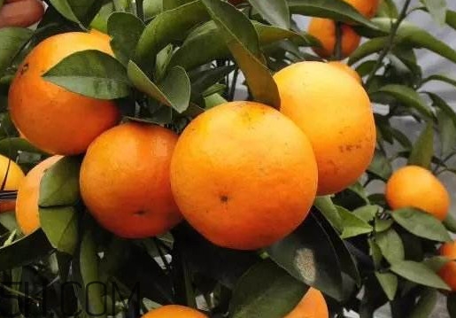 沃柑哪些地方可以種植？吃沃柑上火嗎