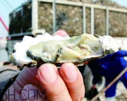 海蠣子是寒性的嗎？海蠣子是蒸還是煮好吃