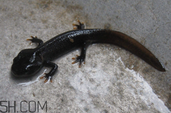 娃娃魚(yú)可以吃嗎？娃娃魚(yú)有靈性嗎