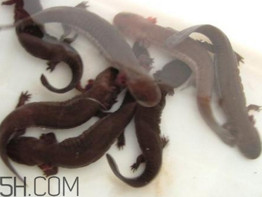 娃娃魚能養(yǎng)嗎？娃娃魚可以活多久